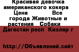 Красивая девочка американского кокера › Цена ­ 35 000 - Все города Животные и растения » Собаки   . Дагестан респ.,Кизляр г.